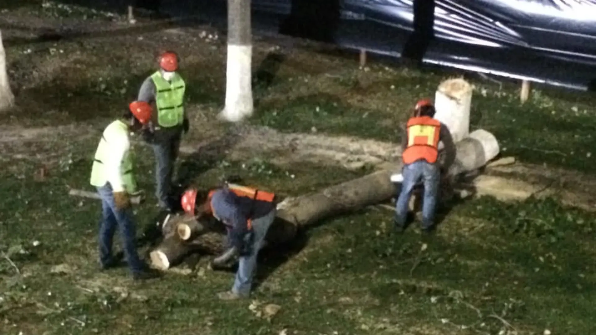 La principal inconformidad radica en que, en lugar de trasplantar los árboles que tienen esa posibilidad, los trabajadores los están talando. Foto Especial